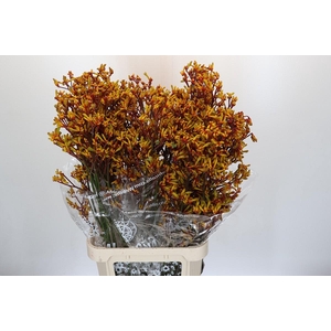 Anigozanthos Gold Fever