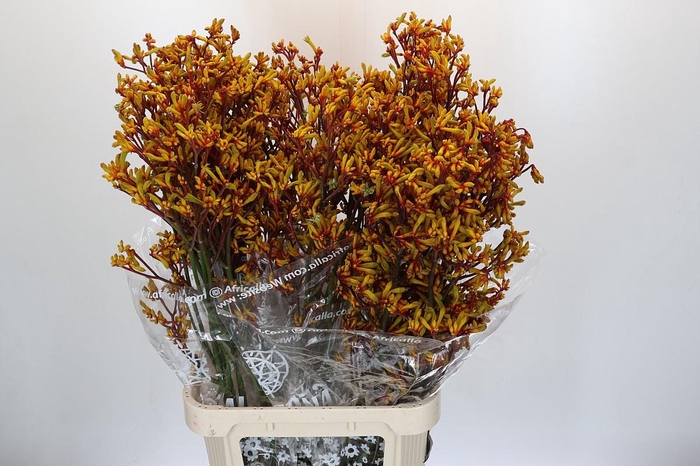 <h4>Anigozanthos Gold Fever</h4>