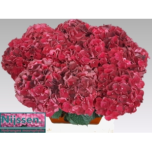 HYDR M MAG DARK RUBY