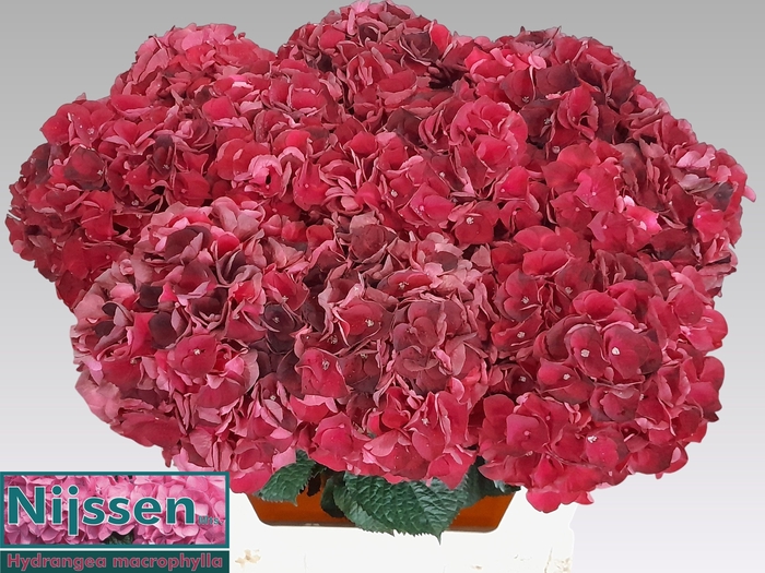 <h4>HYDR M MAG DARK RUBY</h4>