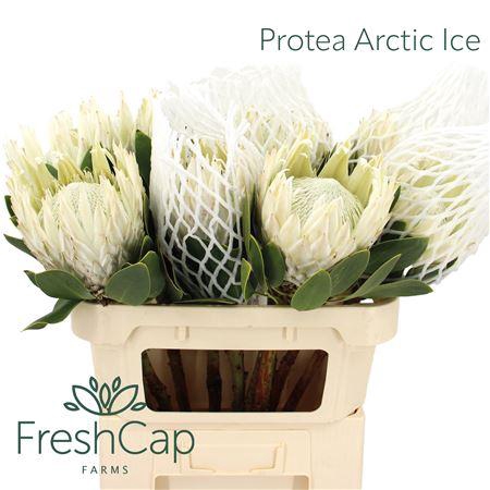 <h4>Protea Arctic Ice</h4>