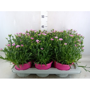 Dianthus  'Pink Kisses'
