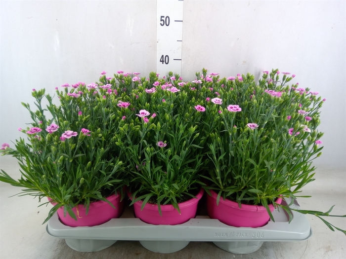 <h4>Dianthus  'Pink Kisses'</h4>