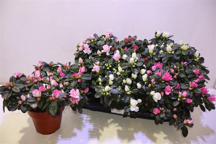 <h4>arr8 Rhodo 5kl</h4>