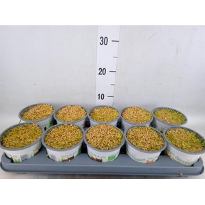 Hordeum sp.   ...kattegras zaai