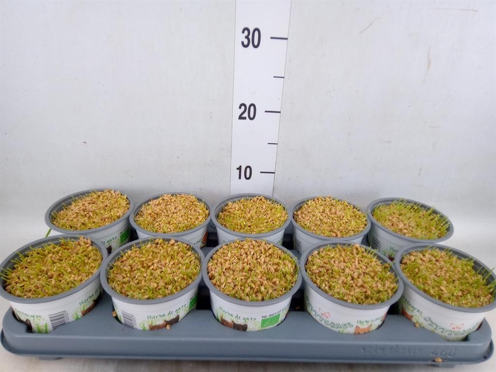 <h4>Hordeum sp.   ...kattegras zaai</h4>