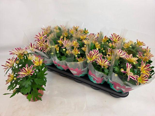 <h4>CHRYS SHOWDANCE</h4>