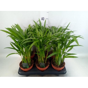 Dypsis lutescens   ...Chrysalidoca