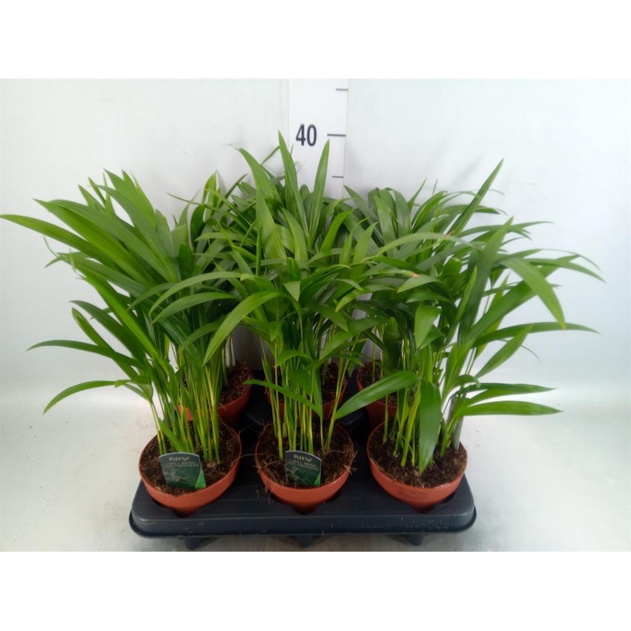 <h4>Dypsis lutescens   ...Chrysalidoca</h4>