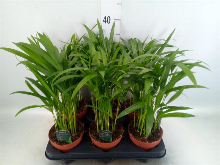 Dypsis lutescens   ...Chrysalidoca