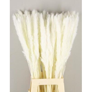 Df Pampas Silvy Bs(10p) Bleach