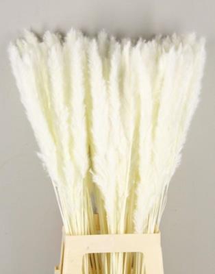 <h4>Df Pampas Silvy Bs(10p) Bleach</h4>