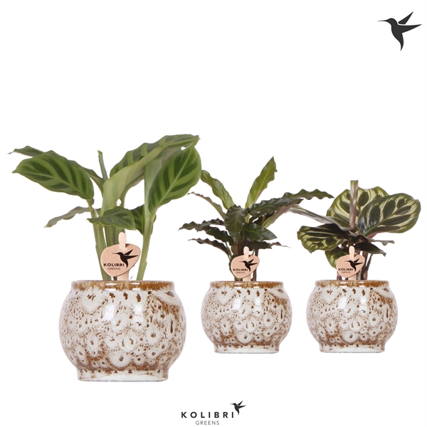 <h4>Kolibri Greens Calathea mix in Safari pot</h4>