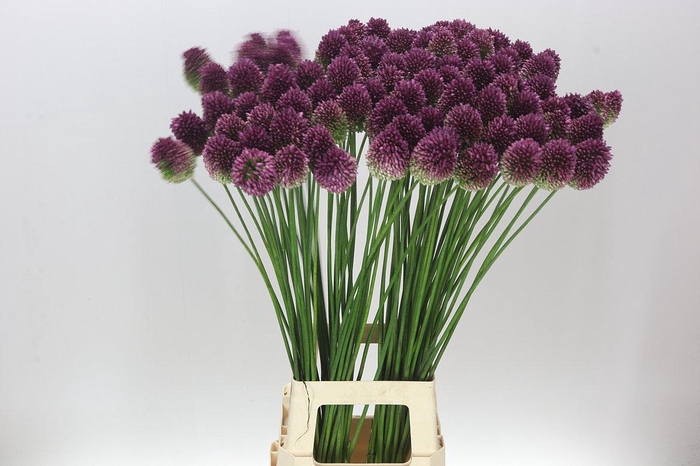 <h4>Allium Sphaerocephalon</h4>