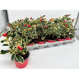 Ilex Aq Argentea Mar