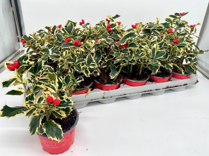 <h4>Ilex Aq Argentea Mar</h4>