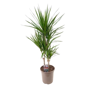 Dracaena marginata Green 45-25-10