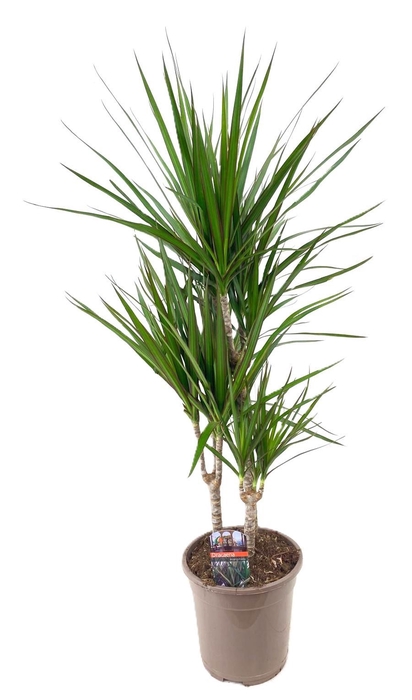 <h4>Dracaena marginata Green 45-25-10</h4>
