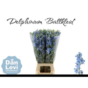 Delph En Ballkleid 80cm