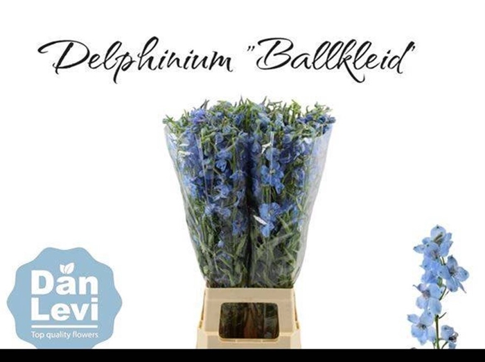 <h4>Delph En Ballkleid 80cm</h4>