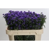 Aster Baby Parade