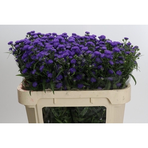 Aster Baby Parade