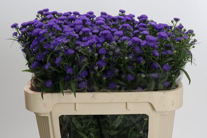 <h4>Aster Baby Parade</h4>