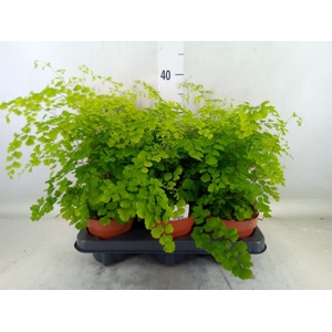 Adiantum raddi. 'Fragrans'