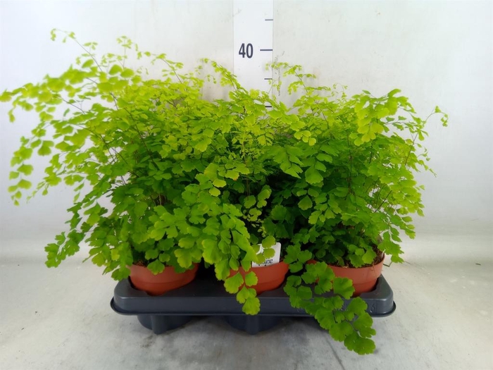 <h4>Adiantum raddi. 'Fragrans'</h4>