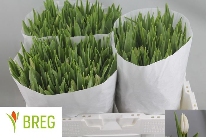 <h4>TU EN POLAR BEAR</h4>