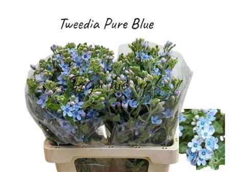 <h4>Oxypetal Tan Pur Blu (IL),(5)</h4>