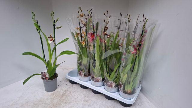 <h4>Monstera delic.</h4>