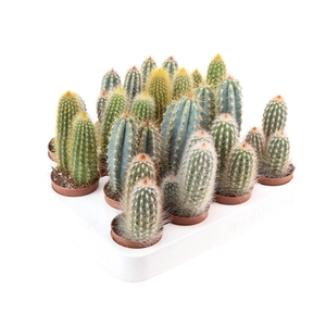 Cactus zuil mix XL