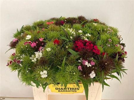 <h4>Di Barb Gem Bos</h4>