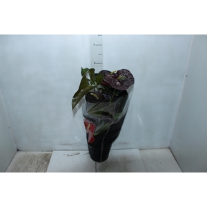 ANTHURIUM SEMPRE P17 PREMIUM