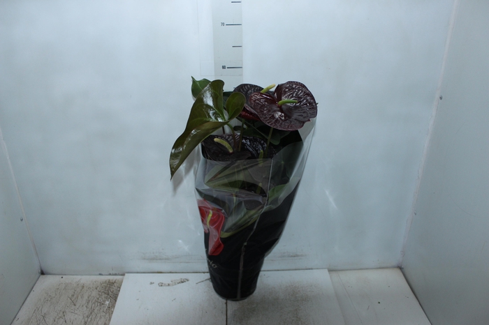 <h4>ANTHURIUM SEMPRE P17 PREMIUM</h4>