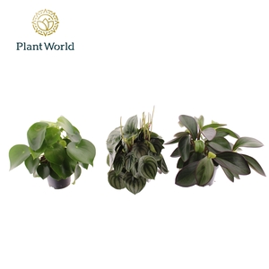 Peperomia gemengd