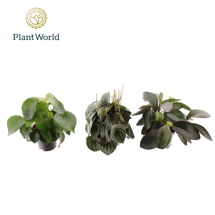 <h4>Peperomia gemengd</h4>