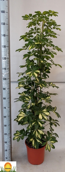 <h4>SCHEF AR GOLD CAPELL</h4>