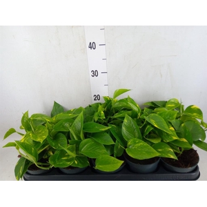 Epipremnum pinn. 'Aureum'