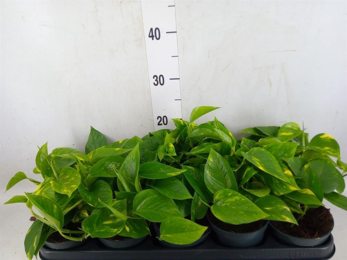 <h4>Epipremnum pinn. 'Aureum'</h4>