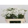 Achillea Millefol Masterclass Light Pink
