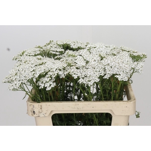 Achillea Millefol Masterclass Light Pink