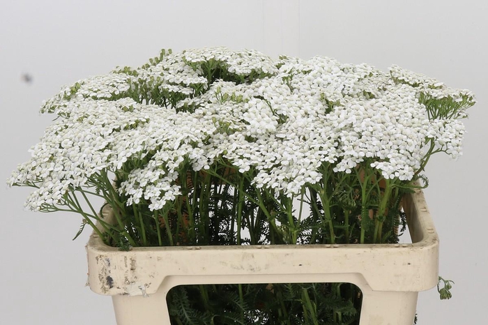 <h4>Achillea Millefol Masterclass Light Pink</h4>
