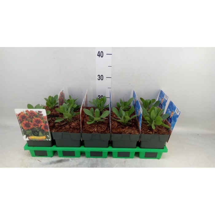 <h4>Gaillardia   ...</h4>