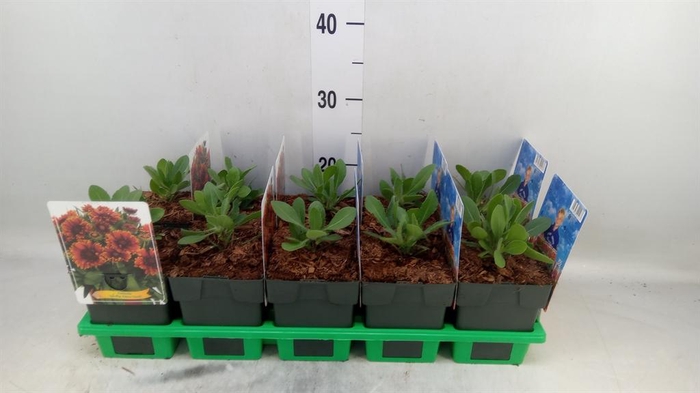 <h4>Gaillardia   ...</h4>