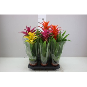 Guzmania Gemengd