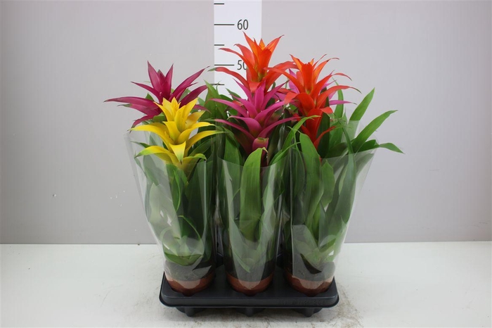 <h4>Guzmania Gemengd</h4>