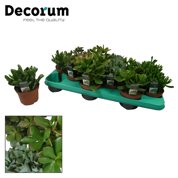 <h4>Crassula mix 6 soorten</h4>