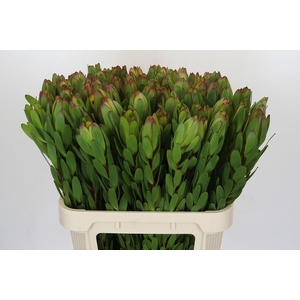 Leucadendron Goldstrike